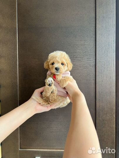 Мальтипу f1 mini девочка