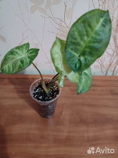 Коллекция сингониумов, драгоценных орхидей