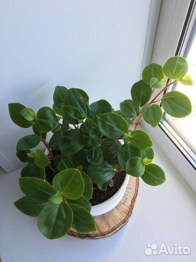 Переромия головатая