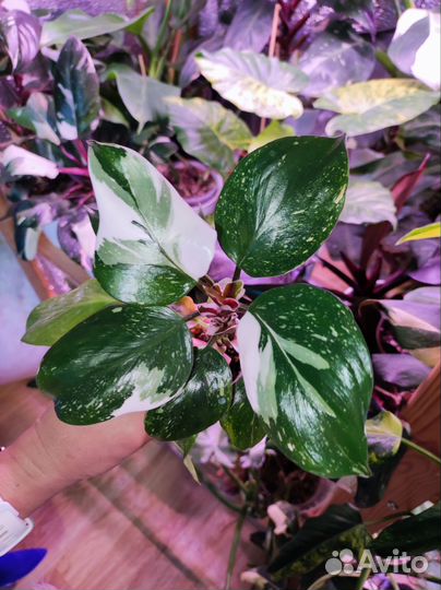 Филодендроны