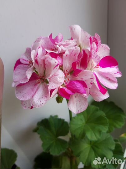 Пеларгония сортовая