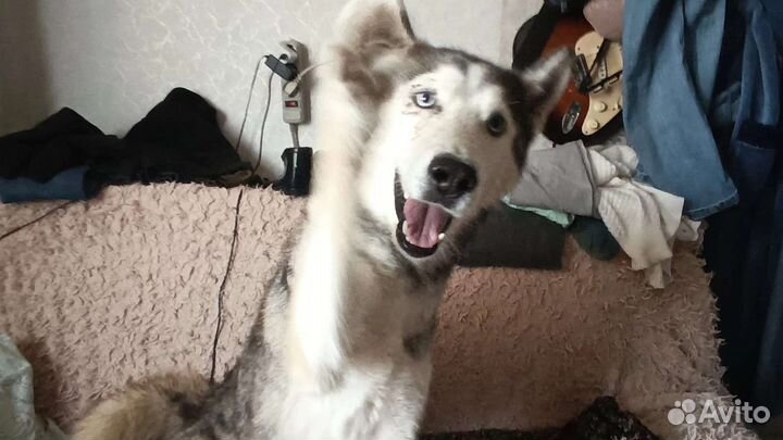 Сибирский хаски