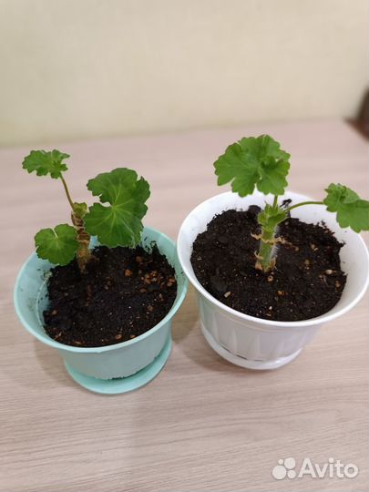 Пеларгония герань Марсель