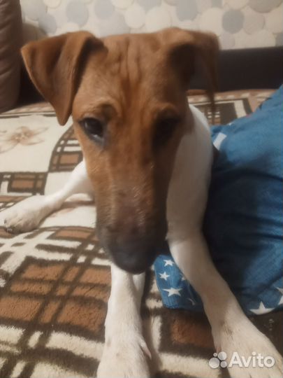 Фокстерьер