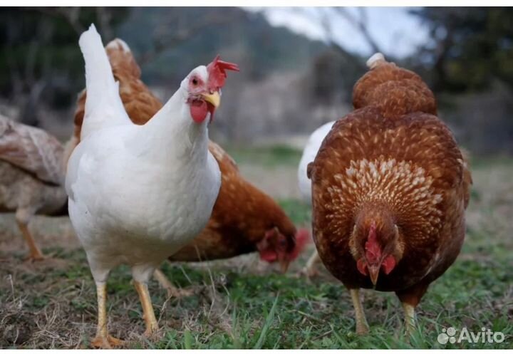 С/х молодка,куры и петушки