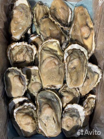 Устрица хасанская