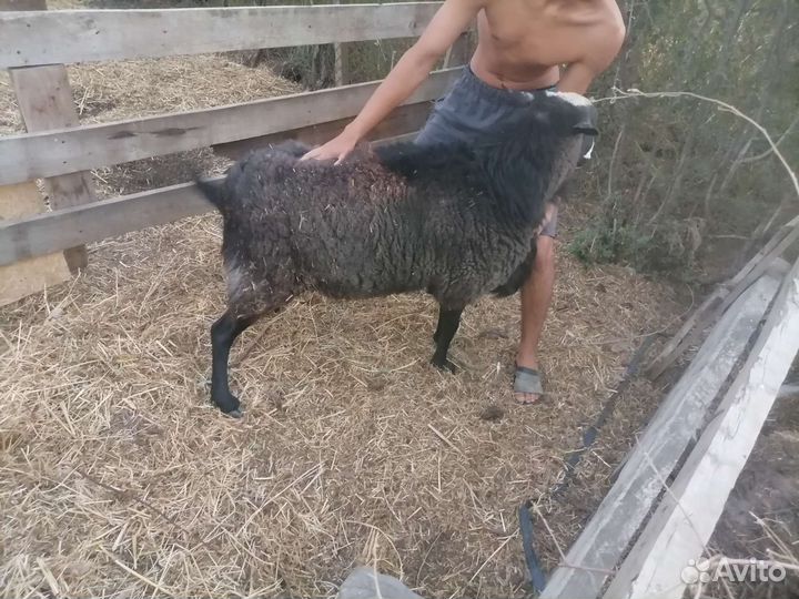 Рамановские баран