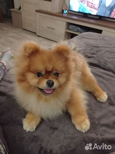 Немецкий шпиц вязка