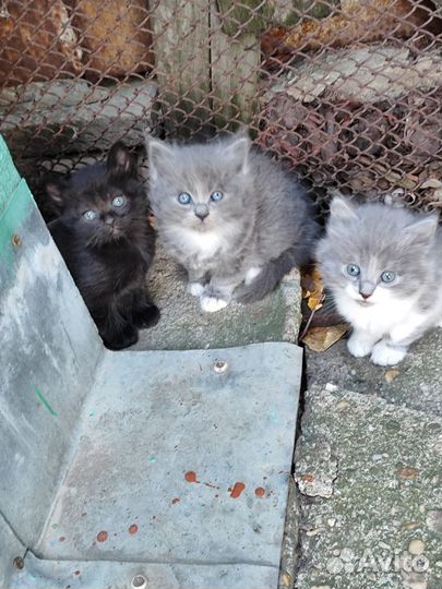 Котята в добрые руки бесплатно