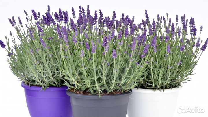 Декоративные растения для сада