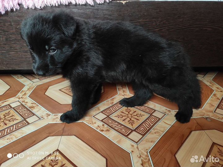 Щенки немецкой овчарки