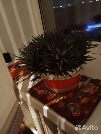 Цветы домашние в горшках