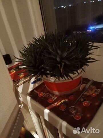 Цветы домашние в горшках