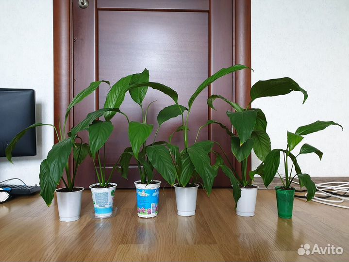 Спатифиллум, Женское счастье, растения цветы белые