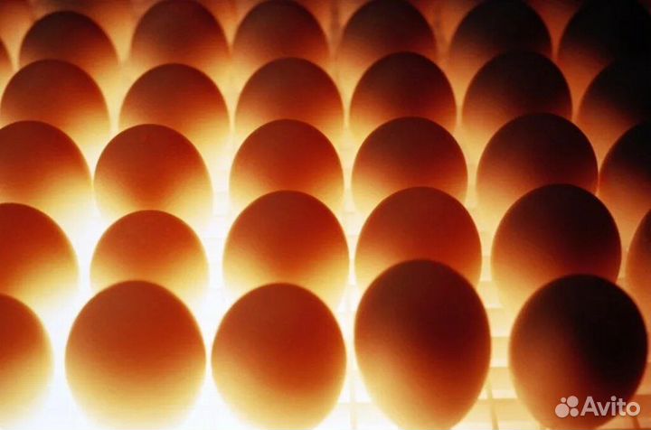 Инкубационное яйцо бройлеров