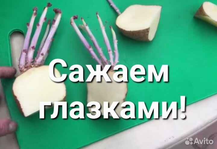 Семенная картошка неприхотливые урожайные сорта