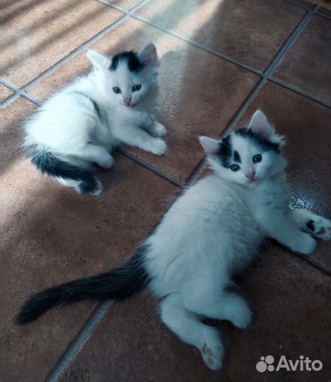 Котята в дар бесплатно