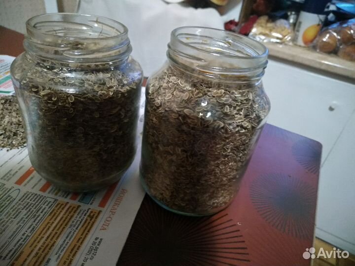 Семена укропа