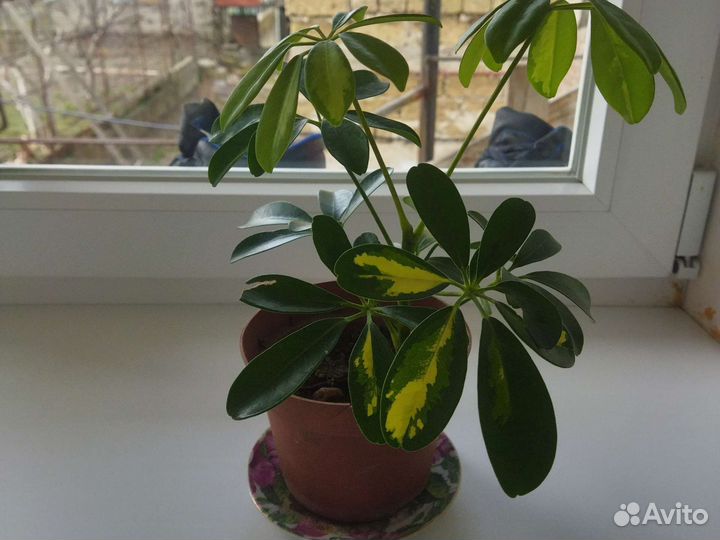 Шефлера, фикус