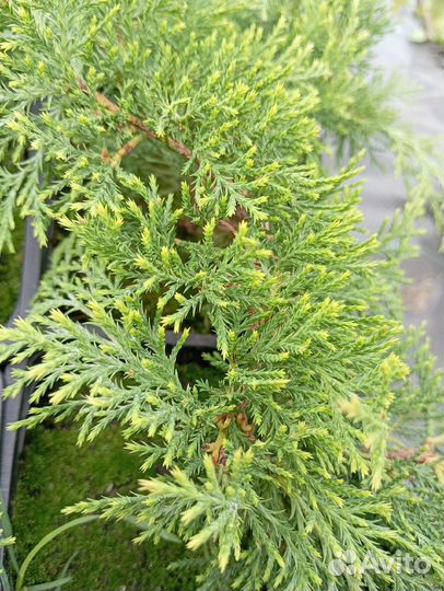 Микробиота перекрестнопарная 1 год