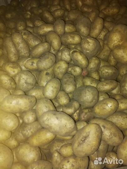Продам картофель