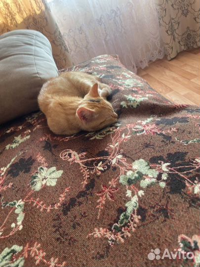 Кошка в дар