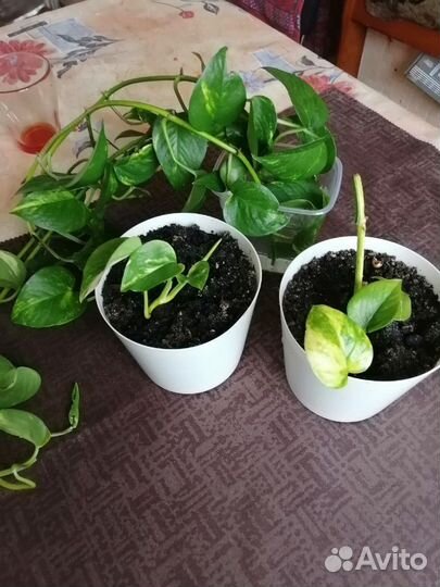 Эпипремнум