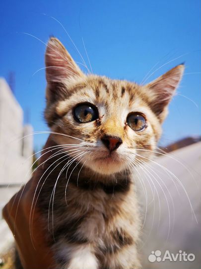 Котёнок (девочка) в добрые руки