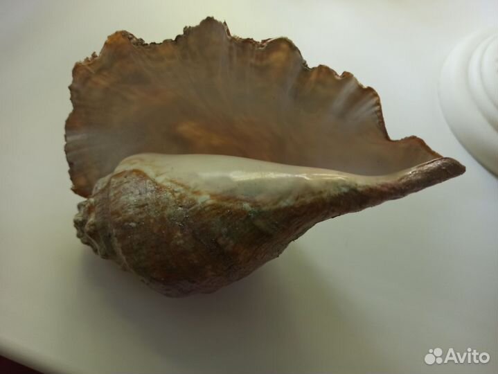 Морская раковина большая 20см/13 см