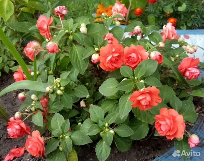 Бальзамин махровый, Ванька мокрый