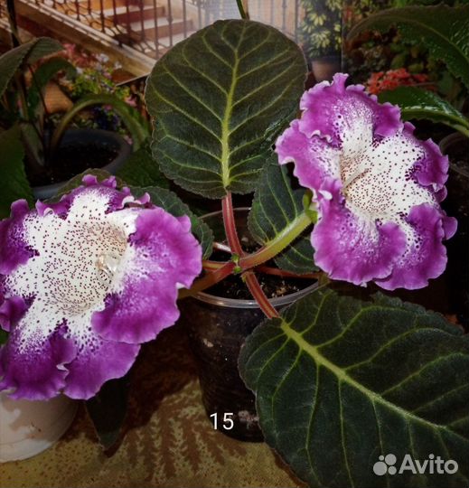 Детки глоксиний