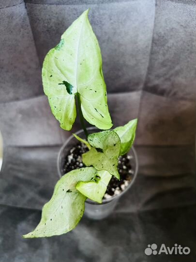 Сингониум Фреклесс