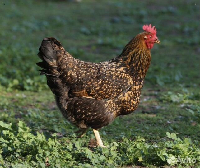 Куры несушки Ломан браун