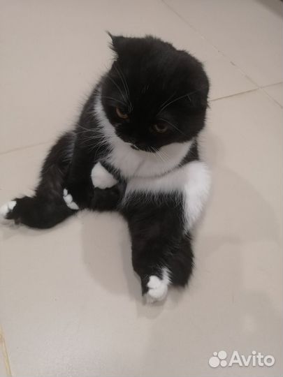 Вязка кошечьки