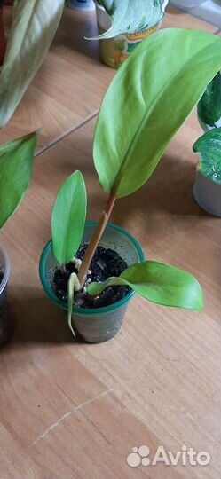 Филодендрон лемон лайм