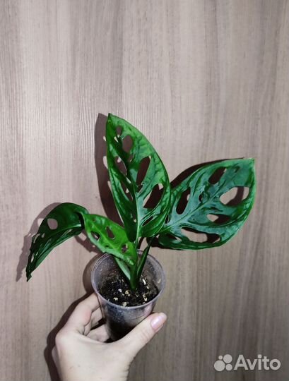 Монстера, филодендрон