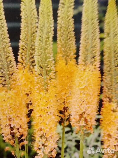 Семена многолетних цветов