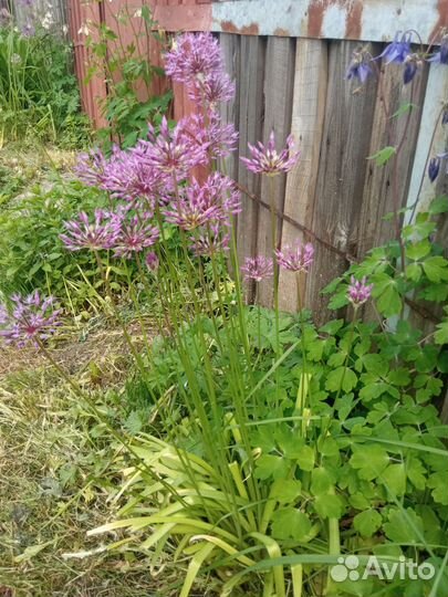 Луковицы декоративного лука