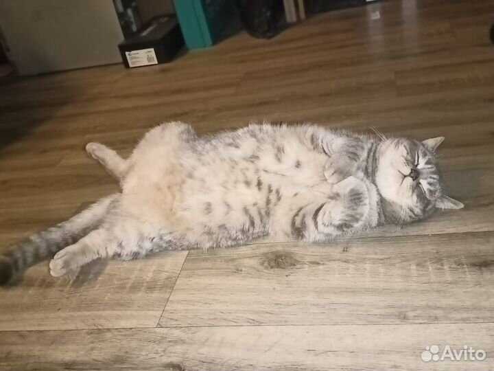 Шотландский кот в добрые руки