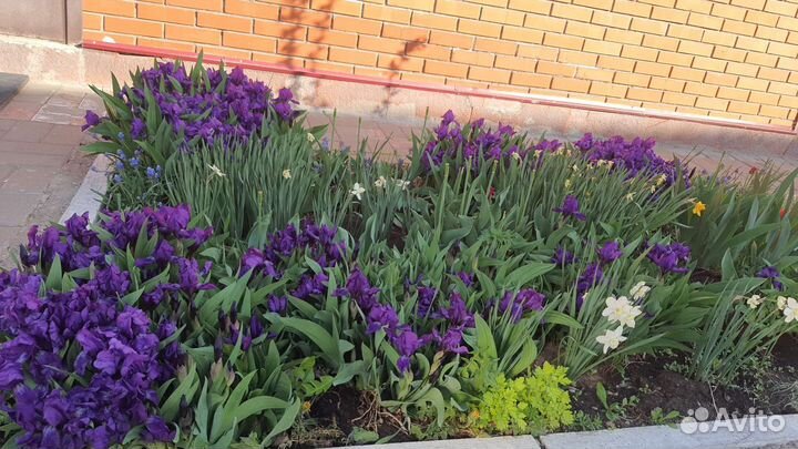 Ирис сибирский