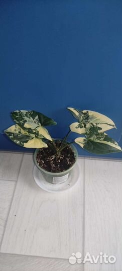 Сингониумы редкие сортовые