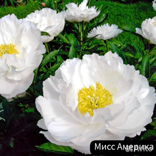 Пион Мисс Америка