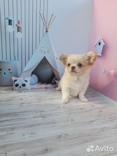 Мальчик чихуахуа