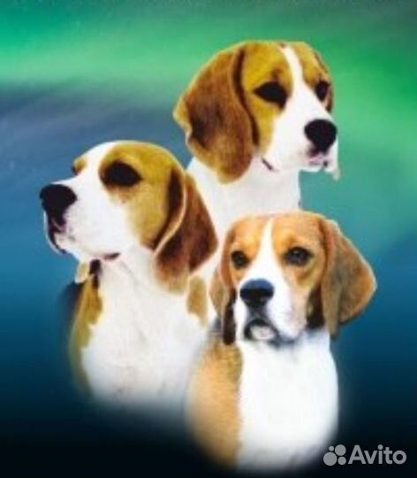 Бигль щенок