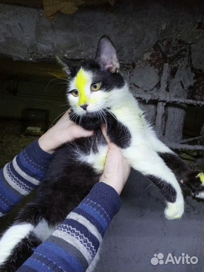 Котенок