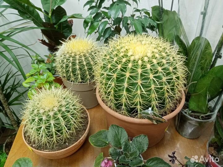 Кактус, Антуриум, фикус, мандарин, гардения