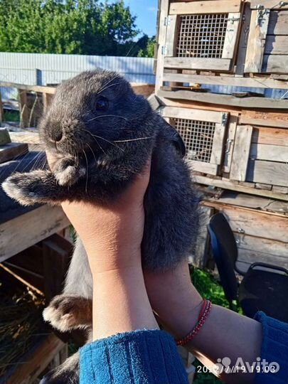 Продажа кроликов