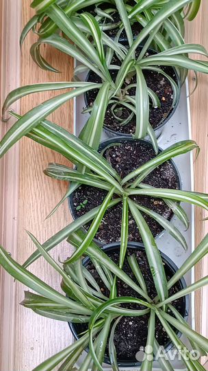 Хлорофитум кудрявый Бони