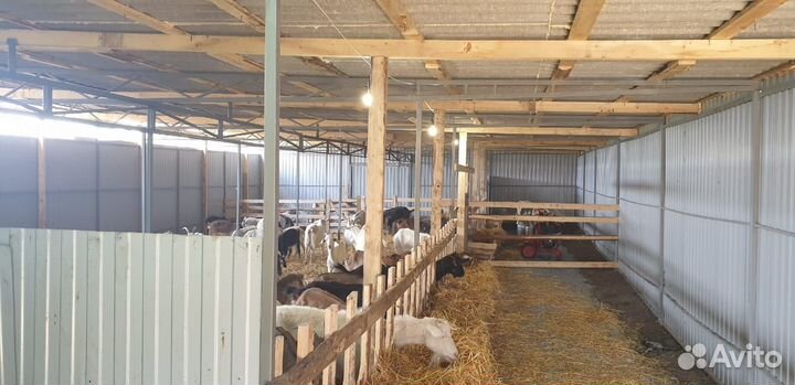 Продаётся фермерское хозяйство, земельный участок