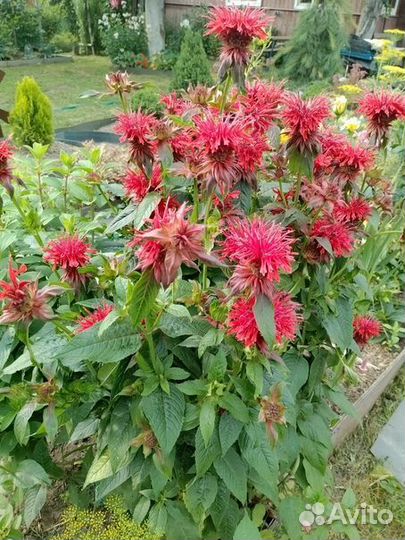 Многолетники для сада